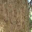 Cupressus sempervirens 'Fastigiata' ecorce